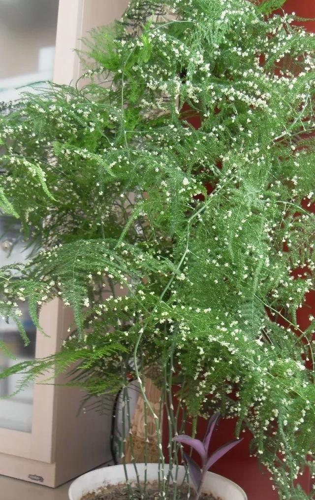 文竹养了好几年终于开花了授粉结种子撒花盆长出一片小苗子