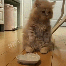 正文 饿得直舔舌头的小萌猫,委屈巴巴,一脸想哭的表情