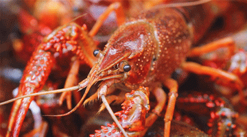 德炎麻辣小龙虾鲜嫩厚实q弹筋道让你在家撸到爽