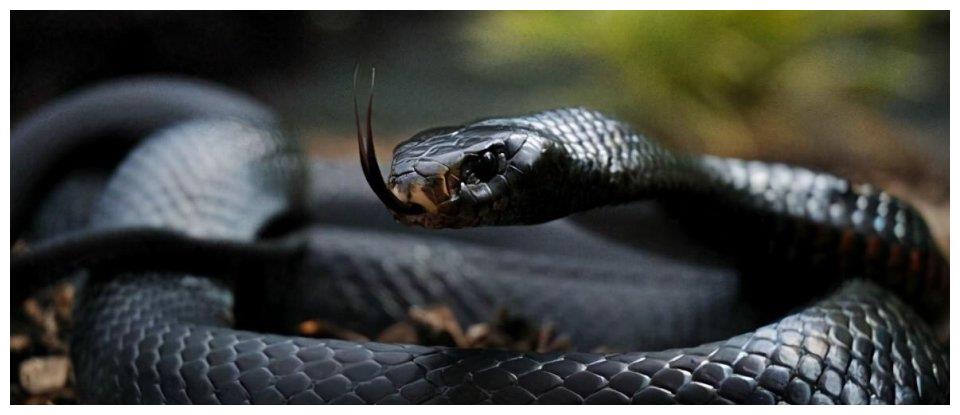 蛇类当中的颜值担当,身着高贵霸气的黑色鳞甲,身居十大毒蛇之一