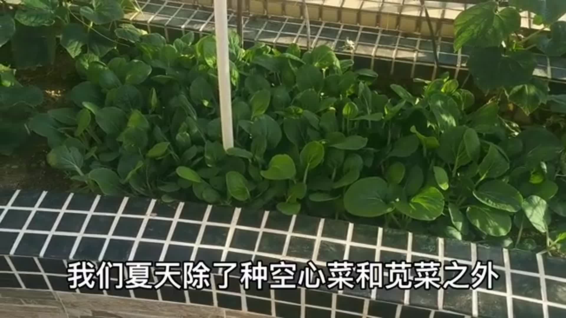 阳台种菜适合夏天种的青菜不长虫,矮脚奶白菜和黑叶小