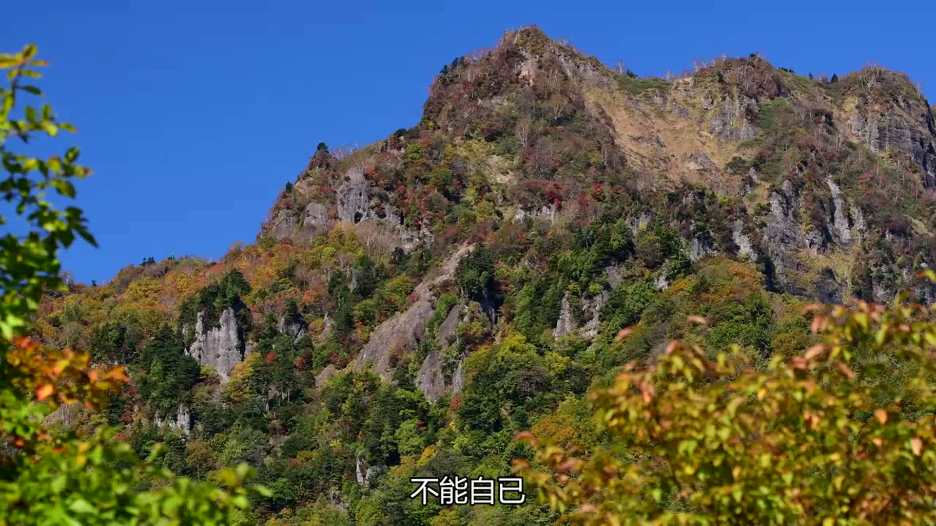 最近突然变火的一首歌《许嵩-玫瑰花的葬礼》,让我们