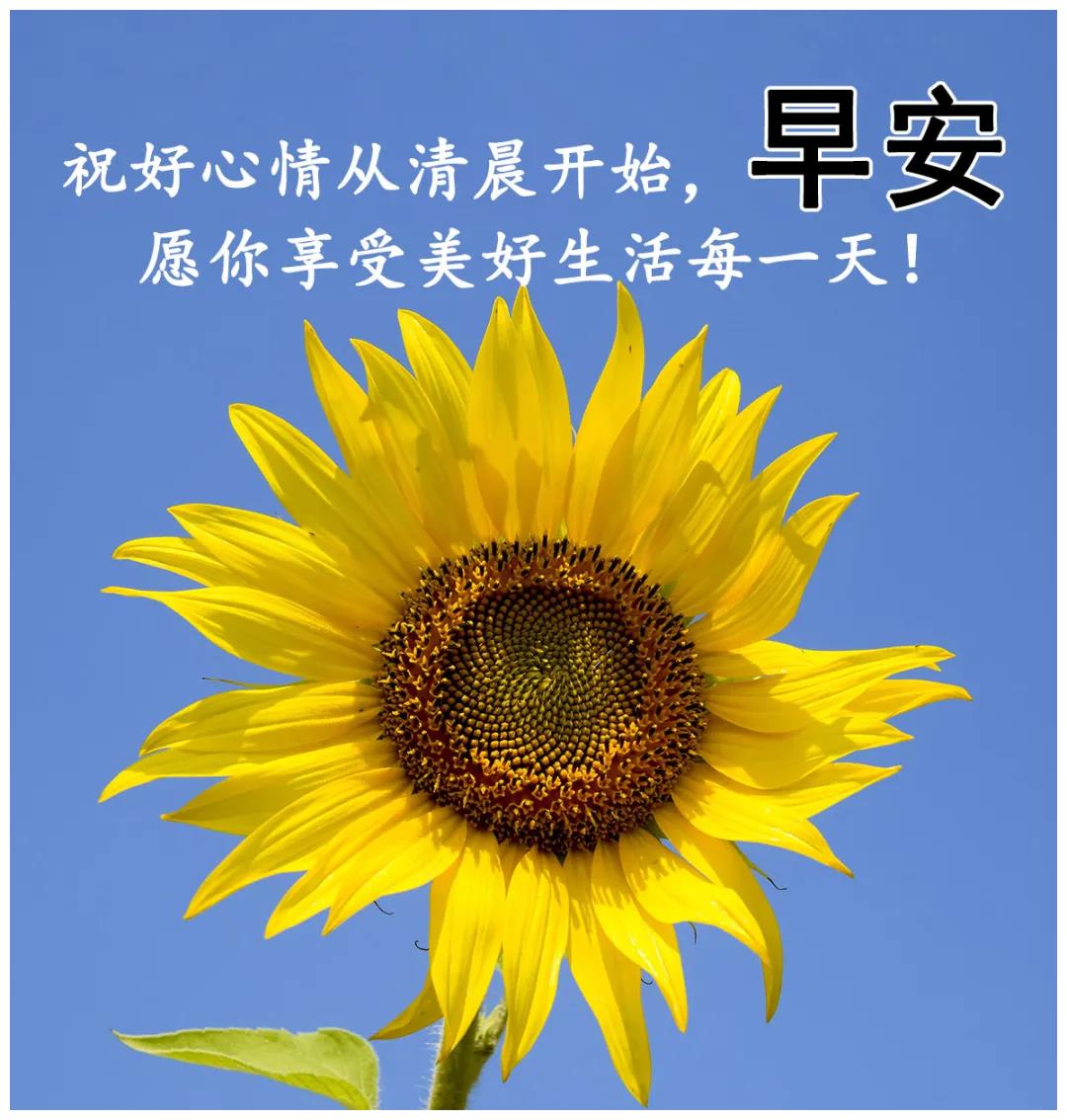 唯美句子清晨早安问候图片温馨最新漂亮早安问候动态图