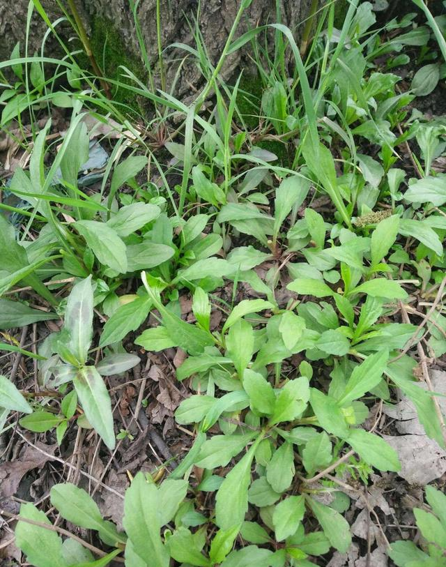 这植物,学名