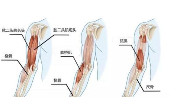 男人太瘦没有信心怎么办从这三方面下手新手也能练出饱满肌肉