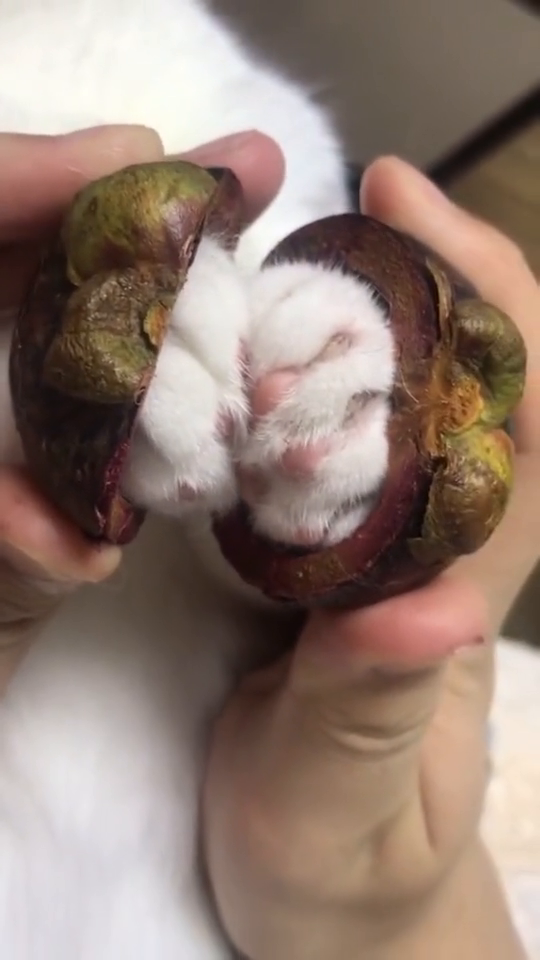 00:05 这猫爪好像山竹呀,哈哈!