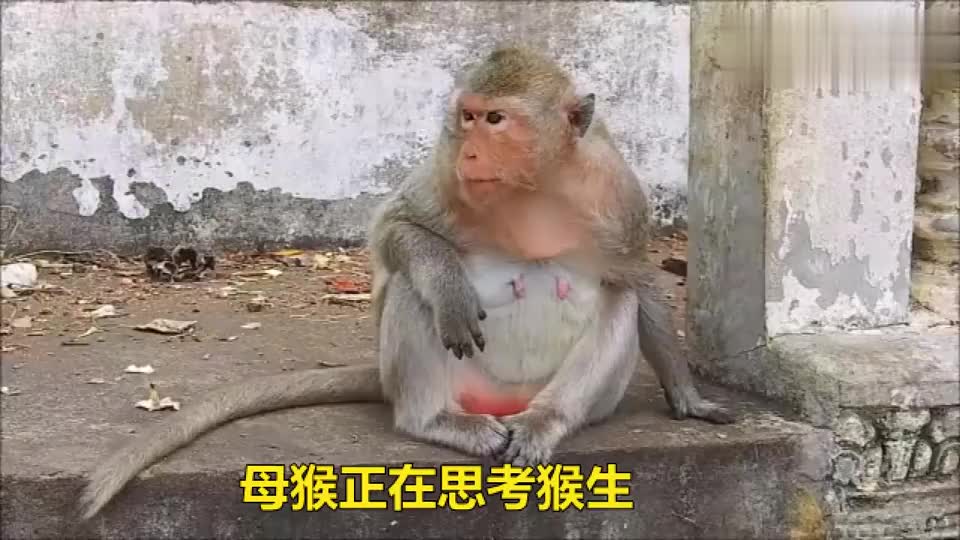 母猴正在思考,小猴子过来就钻进妈妈怀里