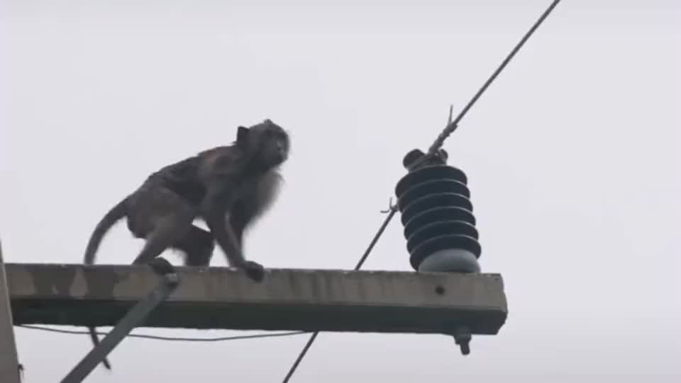 猴子作死摸高压电电线,高压电瞬间释放,猴子被高压电电死