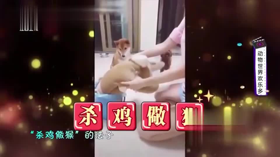 狗狗爱翻垃圾,那就别怪主人"杀鸡儆猴"了,还敢不敢翻啊