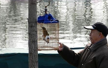 大哥提"鸟笼"鉴宝,称是皇家子弟提笼遛鸟所用,专家:顶级玩家