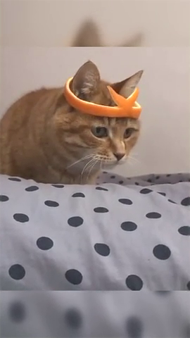 主人太会玩了,居然给橘猫戴上了紧箍咒猫咪表示很无奈