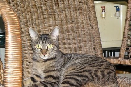狸花猫和豹猫谁厉害呢?