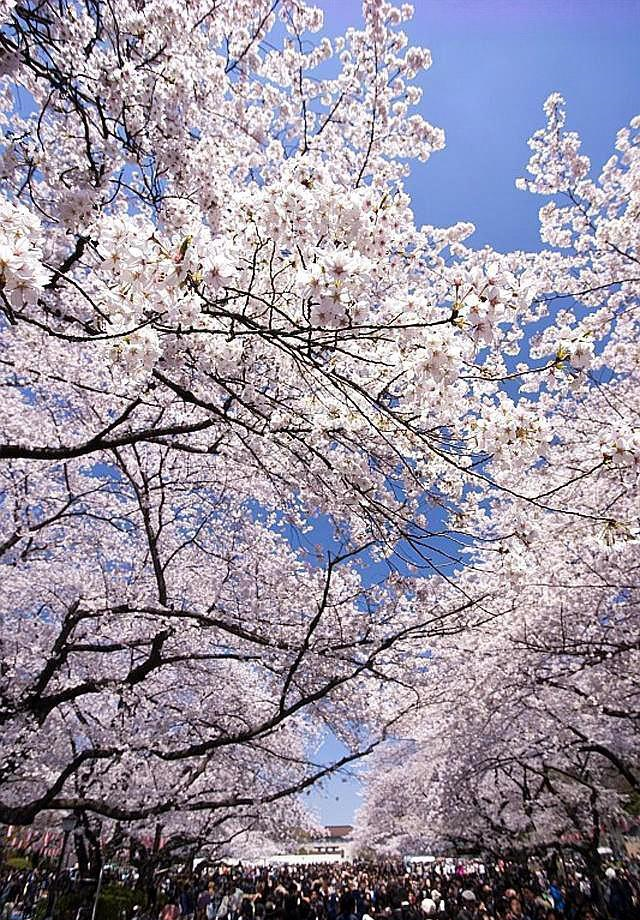 日本人深爱樱花,早在1624年时,这里就有移植樱花,开启日后上野公园
