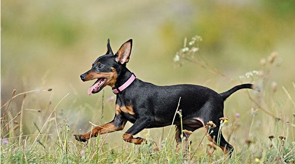 迷你杜宾犬,身姿优美,是非常适合城市居民饲养的护卫犬