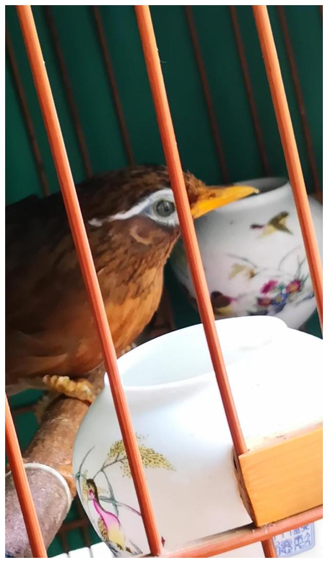 如何让画眉鸟战将保性换毛