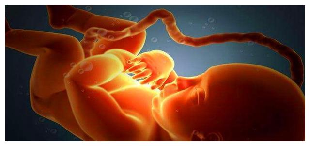 从受精卵到胎儿出生,几张高清图,让你了解一个生命的诞生