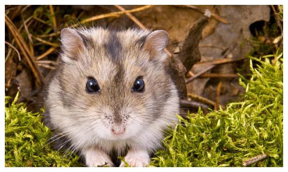 鼠是哪一年的 d192-ketnnaq2640950.jpg