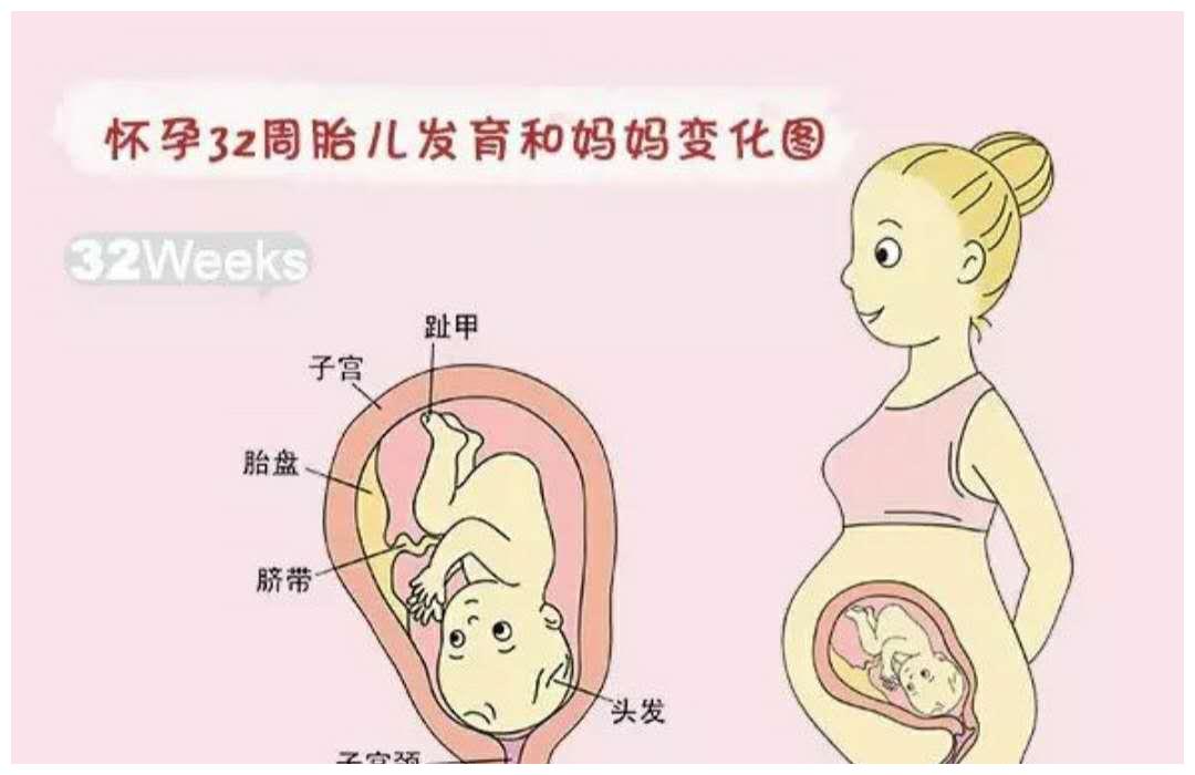 从孕中期开始轻微的胎动,到孕晚期后在子宫内翻身变换位置