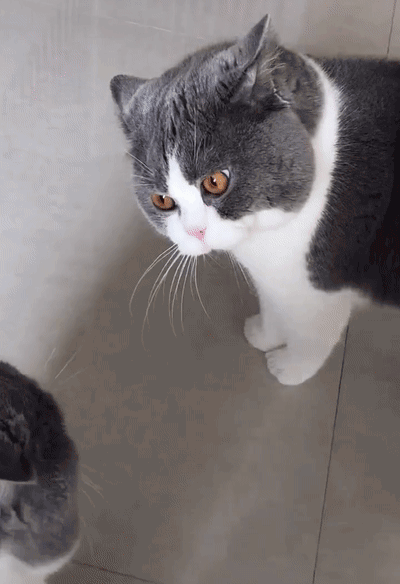 两只猫咪相遇,互不相让,气场一个比一个强|猫咪|白猫