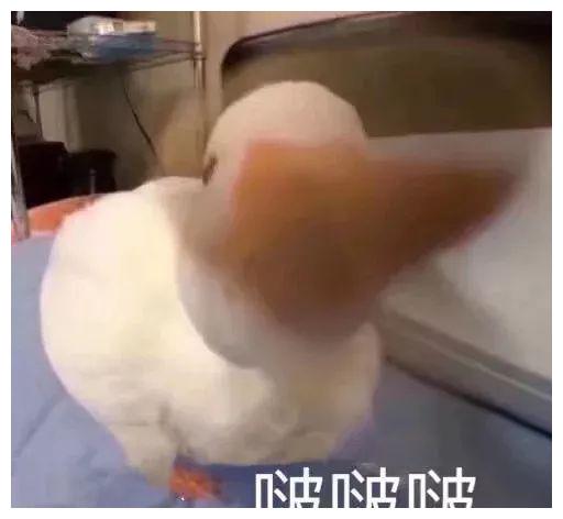 鸭鸭表情包啵啵啵