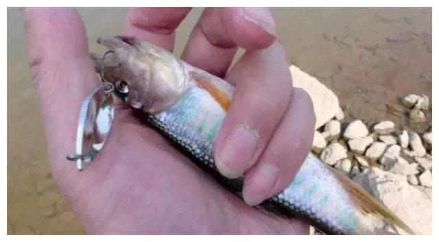 此鱼个体虽小,但嘴巴很大,咬钩特别凶猛