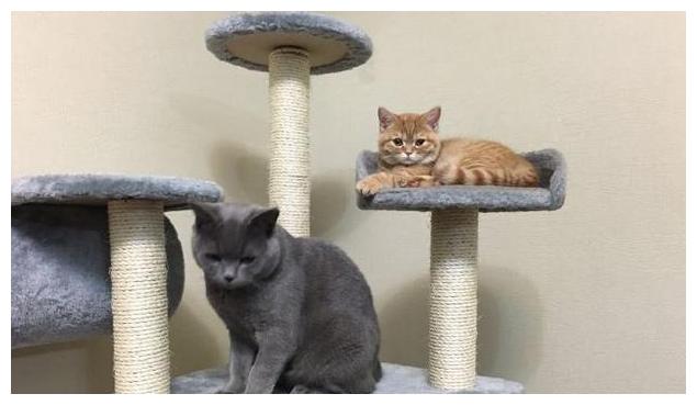 走进鹿晗关晓彤的豪宅,家里有木人桩健身房,户外环境宛如仙境