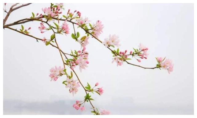亲近大自然,如梦如幻的花海来了,世外桃源般的仙境花海