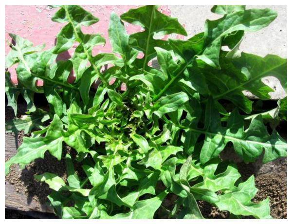 十个女人九个妇科病,推荐多吃4种野菜,有助消炎杀菌,保护子宫