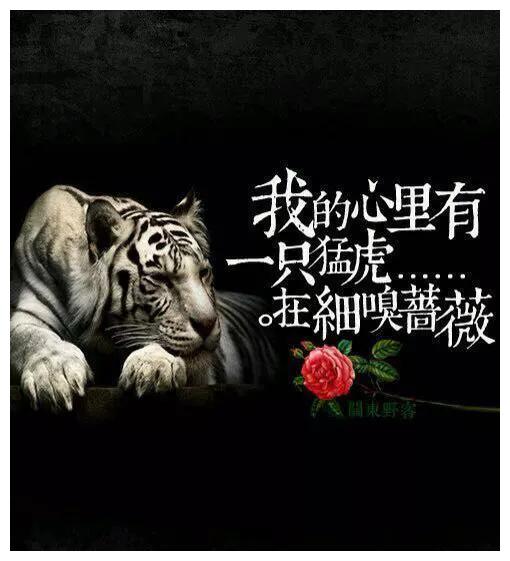 生肖属虎心有猛虎细嗅蔷薇