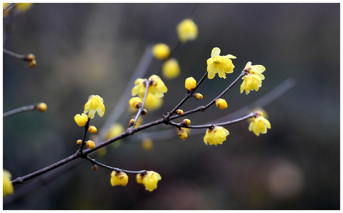 腊梅花叶子发黄干枯和4点有关做好后叶绿苗壮开花多