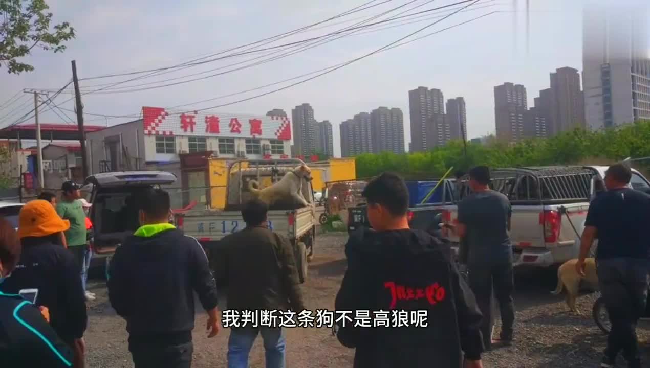 猛犬无论在哪里都是最引人注目的存在 这条大狗一般的三轮盛不下