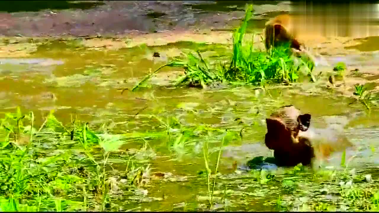 中午很热,一群猴子在臭水沟里游泳,默默说一句水好脏啊