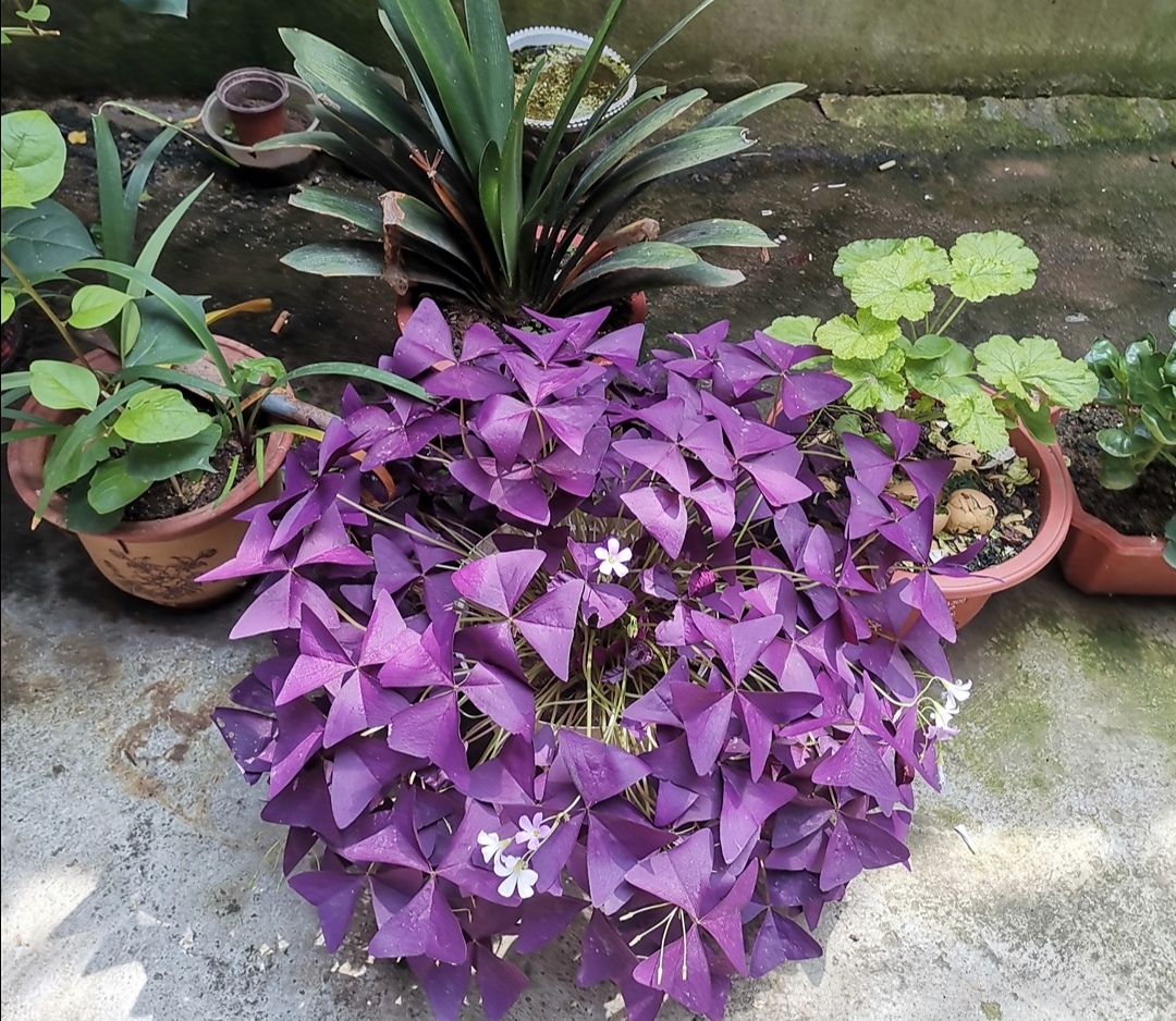 养盆紫叶酢浆草,叶色鲜艳似"蝴蝶",随风起舞好美丽