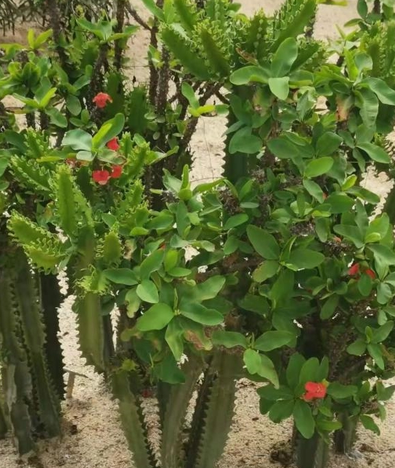 家里养几棵大叶子的虎刺梅,开花极少,嫁接到霸王鞭上花开不断