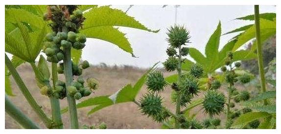 这植物名为蓖麻子虽然含有大毒但其用处不得不令人佩服