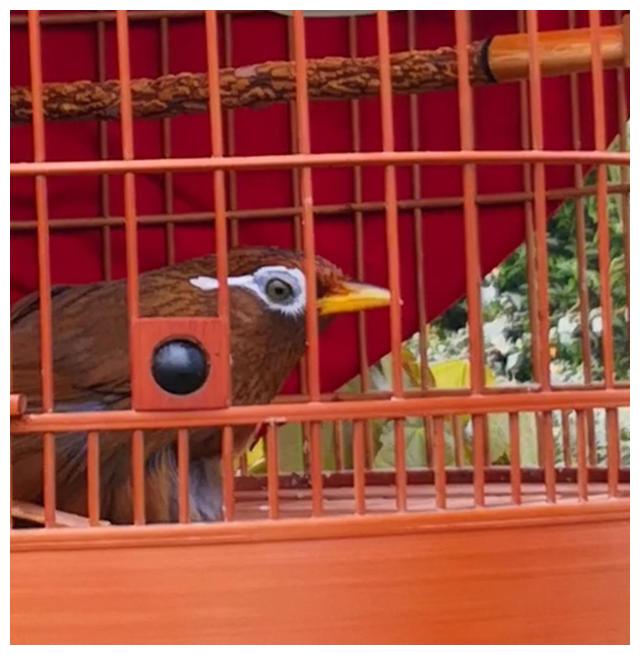如何让画眉鸟战将保性换毛