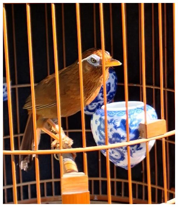 如何让画眉鸟战将保性换毛