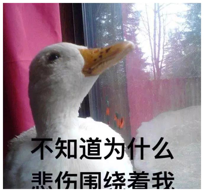 鸭鸭表情包|啵啵啵