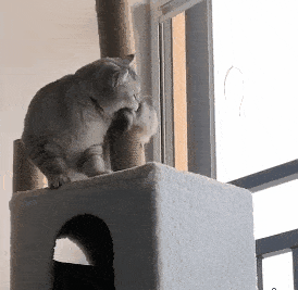猫咪的这些