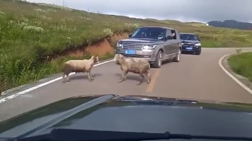 实拍：两只羊PK，后面的宝马看不见，还把头偏出来看