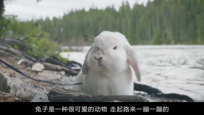 世界上最漂亮的兔子,是很常见的宠物兔,而且很重情义!