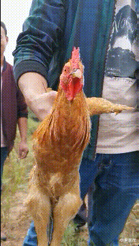 搞笑gif:宝贝:其实我早就醒了,毕竟鸡翅太香了.