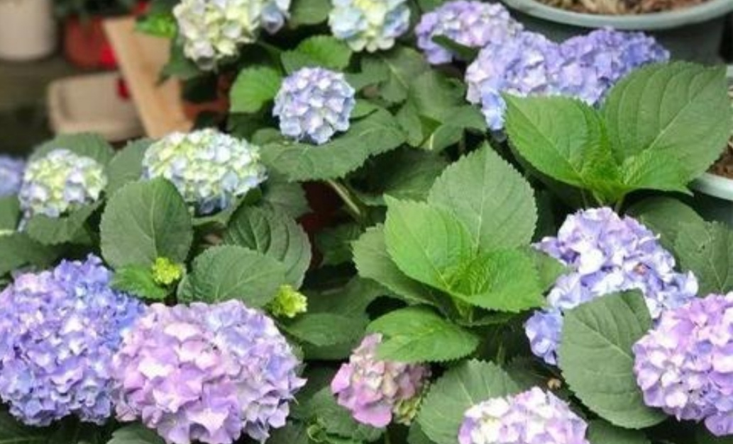 绣球叶子发黄养护时要注意4点植株长势旺开花多