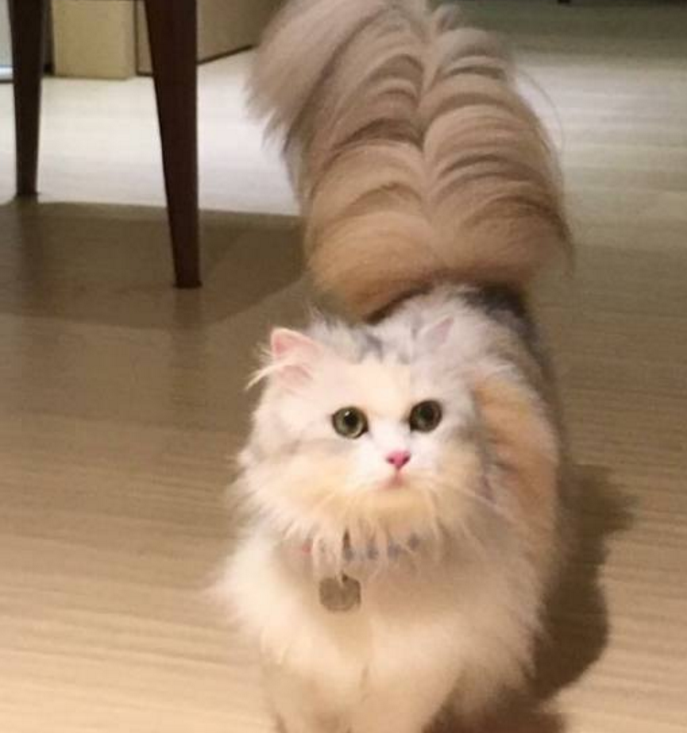 女主人网上炫耀长尾猫,网友直呼大开眼界,这尾巴实在漂亮