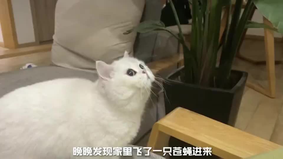 晚晚是个灵活的胖妞,养猫千日用猫一时