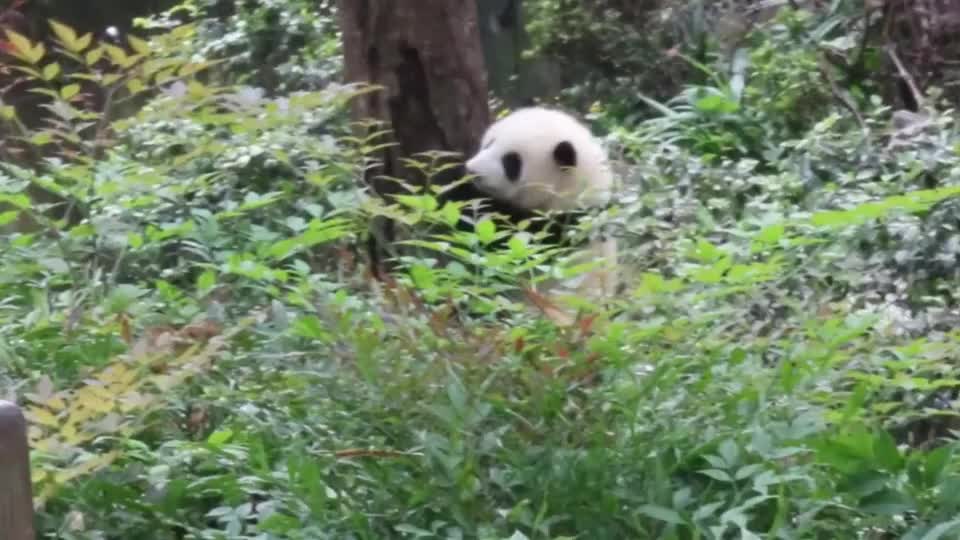 熊猫和花:和叶在线挑衅,姐姐,我在上面等你