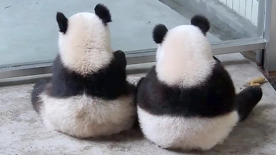 熊猫背影 新浪（移动端）