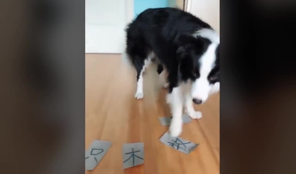 好聪明的边牧啊这么难的汉字都能认识真的是成狗精了