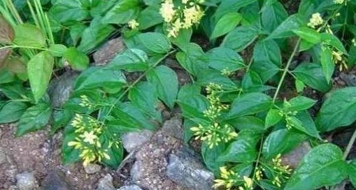 一种植物被称为"断肠草",中医上是好草药,可惜野生的一株难求