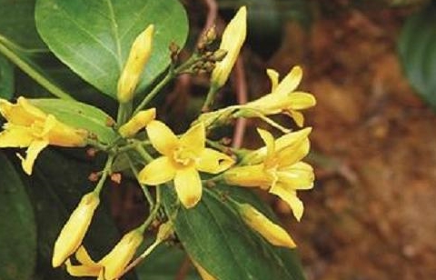 一种植物被称为"断肠草",中医上是好草药,可惜野生的一株难求
